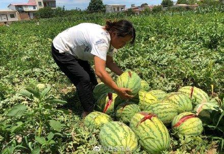 2000個(gè)西瓜被砍爛 給兒交學(xué)費(fèi)給老人看病的錢(qián)全沒(méi)了